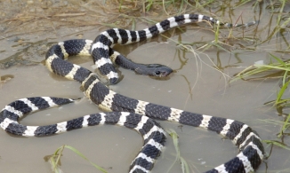 Phải làm gì khi rắn bò vào nhà?