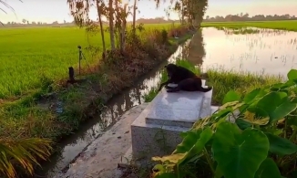 Chú chó miền Tây trung thành 3 năm túc trực bên mộ chủ