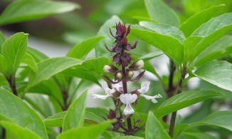 Đuổi kiến ba khoảng bằng những loài cây quen thuộc