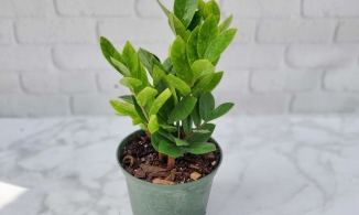 Ninh Bình: Bé 6 tuổi nhập viện cấp cứu vì ngộ độc cây kim tiền