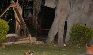 Chú voi nặng 4 tấn bị mèo rượt đến bỏ chạy khi mò vào nhà dân tìm đồ ăn