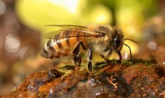 Câu cá trên sông, cụ bà 72 tuổi bị cùng lúc khoảng 10.000 con ong tấn công