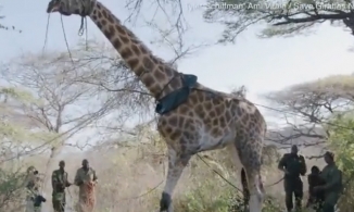 Giải cứu 8 con hươu cao cổ mắc kẹt trên hòn đảo bị cá sấu bao vây