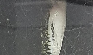 Đang đêm, 2 vợ chồng nhìn ra ngoài cửa sổ và nhìn thấy điều không nên thấy