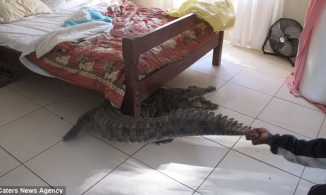 Ngủ ở khách sạn, người đàn ông hốt hoảng thức dậy bên cạnh con 'quái thú'