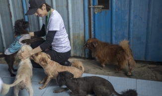 Nữ sinh chết não sau khi bị chó nhà cắn