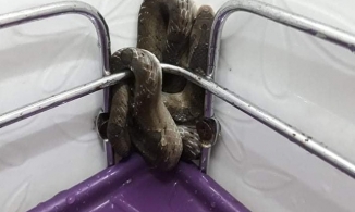 Đưa tay tìm khăn tắm, nữ sinh túm ngay “bé Na” cuộn mình trên kệ xà phòng