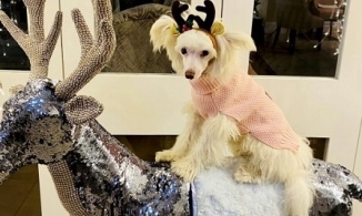 Mua quà Giáng sinh cho chó hết 210 triệu đồng