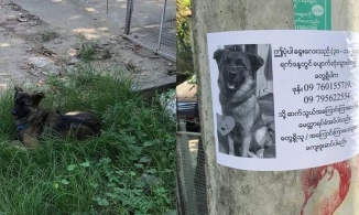 Chú chó nhận ra bản thân trong tờ rơi tìm chó lạc liền ngồi chờ chủ đến đón