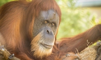 Đười ươi già nhất thế giới đã chết ở tuổi 61