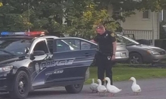 Chán cảnh quanh quẩn trong vườn nhà, 4 chú vịt rủ nhau đi bụi và cái kết