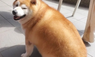 Nàng chó ăn kiêng 9 năm vẫn bị tròn như củ khoai: Béo thực sự là định mệnh!