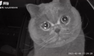 Video mèo con khóc vì nhớ chủ làm MXH rơi nước mắt