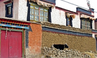 Phân bò là biểu tượng của sự giàu có ở Tây Tạng