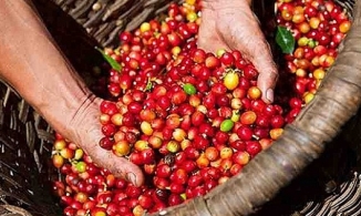 Giá cà phê hôm nay 13/3: Giảm nhẹ tại các địa phương