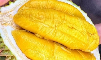 Sầu riêng Musang King được mệnh danh là ngon nhất thế giới đang ồ ạt về Việt Nam với giá rẻ chưa từng có