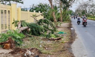 Nữ điều dưỡng bị cây phượng vĩ bật gốc đè chết 