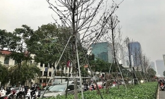 Sau 3 năm, phong lá đỏ ở Hà Nội chết khô trên phố, bàng lá nhỏ thế chỗ 