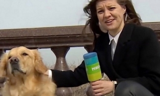 Hy hữu: Chú chó giật mic nữ phóng viên trên sóng truyền hình trực tiếp 