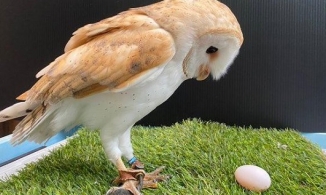 Cú đực chuyển giới thành cú cái khiến nhân viên sở thú hết hồn