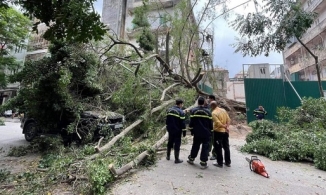 Cây xanh ở Hà Nội bật gốc đè trúng xe ô tô con đang di chuyển, nhiều người hoảng sợ