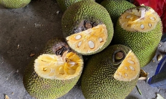 Thực hư về việc mít bị xịt thuốc và bôi vôi cho mau chín