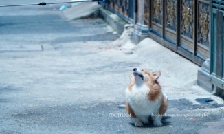 Biểu cảm chờ đợi phun khử khuẩn của chú chó ở TP.HCM bất ngờ nổi trên mạng