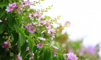 Thời tiết 9/6: Bắc Bộ trời mát, nhiều nơi có mưa dông, Nam Bộ chủ yếu mưa về chiều tối