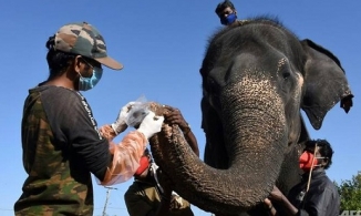 Gần 30 con voi ở Ấn Độ được xét nghiệm Covid-19