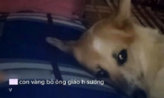Chú cún miền Tây chỉ livestream trong lúc ngủ mà trở thành 'idol'