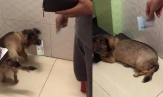 Chú chó được ba cho tiền để ngủ cùng nhưng phải tiền giá trị cao mới lấy