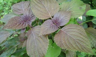 Rau tía tô có phòng chống được Covid-19?