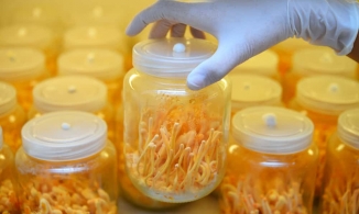 Đông trùng hạ thảo có tốt không?