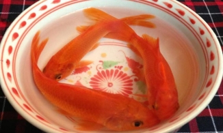 Mách bạn cách chọn cá chép khỏe đẹp để cúng ông Công, ông Táo