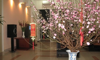 Dịp Tết nên để cây này trong nhà để đón tài, rước lộc về