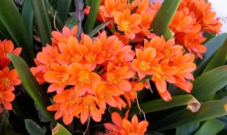 Gia chủ giàu có, may mắn quanh năm nếu vào đêm giao thừa những cây này nở hoa