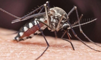 Mỹ thả hơn 2 tỉ con muỗi đực bị biến đổi gene để làm giảm các bệnh truyền nhiễm