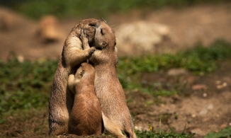 Top 8 động vật chung tình nhất thế giới, con người 'không có cửa'