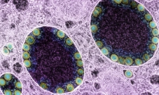 Xuất hiện biến thể mới XE có khả năng lây lan cao hơn tới 43% so với Omicron