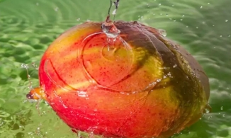 Xoài ăn rất ngon, nhưng muốn ăn an toàn, trước khi gọt vỏ hãy ngâm xoài trong nước