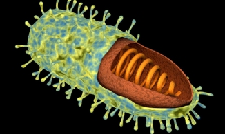 Loại virus quen thuộc khiến đại đa số những người mắc phải tử vong