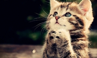 Từ ngày mai 23/5, 4 con giáp này được Thần Tài độ mệnh, ngồi không cũng hưởng lộc