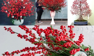 Đào đông đỏ: Hoa Tết cho nhà giàu tăng giá lên tới 30 triệu đồng 1 cặp.