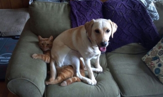 Nếu quá mệt mỏi với Drama, hãy thư giãn cùng loạt biểu cảm siêu cấp đáng yêu của các 'Boss' 