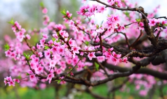 Ý nghĩa của 12 loại hoa thường trưng bày dịp Tết Nguyên đán