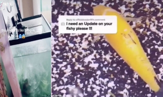 Chú cá kiên cường chống lại cái lạnh trong bể băng ở Texas thu hút hơn 30 triệu người theo dõi