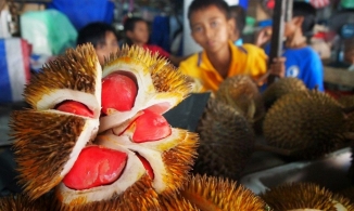Sầu riêng ruột đỏ cực hiếm: Đắt gấp 3 sầu thường, muốn ăn phải đặt từ trước
