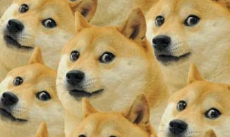 Doge: Cô chó 'hot meme' được chế ảnh nhiều nhất thế giới giờ ra sao?