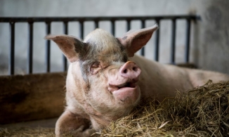 Zhu Jianqiang - Chú lợn sống sót diệu kỳ trong thảm họa động đất Tứ Xuyên sắp 'trở về với đất mẹ'