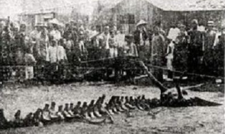 Bức ảnh tranh cãi suốt 70 năm về bộ xương rồng tại Trung Quốc cuối cùng đã có lời giải